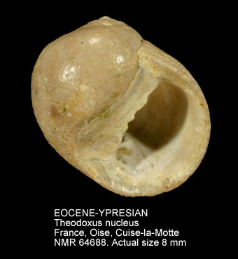 EOCENE-YPRESIAN Theodoxus nucleus.jpg - EOCENE-YPRESIANTheodoxus nucleus(Deshayes,1825)